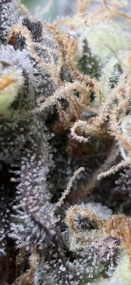 420 Guava Sandea+ Banana Cherry Cookies. Week 11