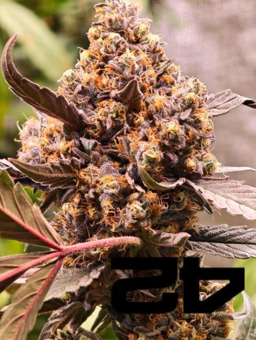 420 Guava Sandea+ Banana Cherry Cookies. Week 12