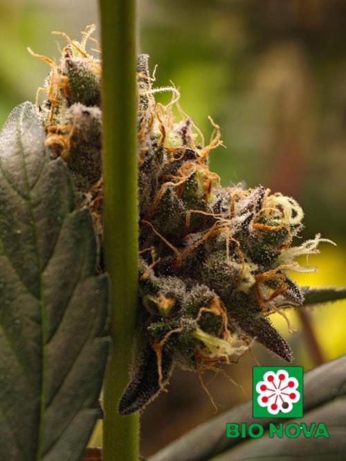420 Guava Sandea+ Banana Cherry Cookies. Week 12