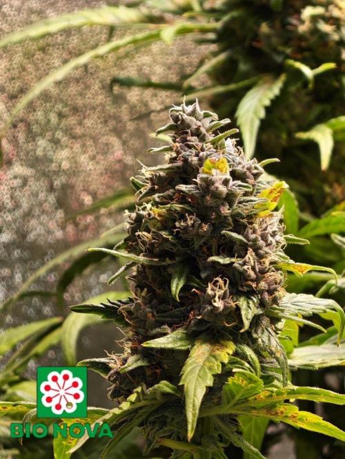 420 Guava Sandea+ Banana Cherry Cookies. Week 12