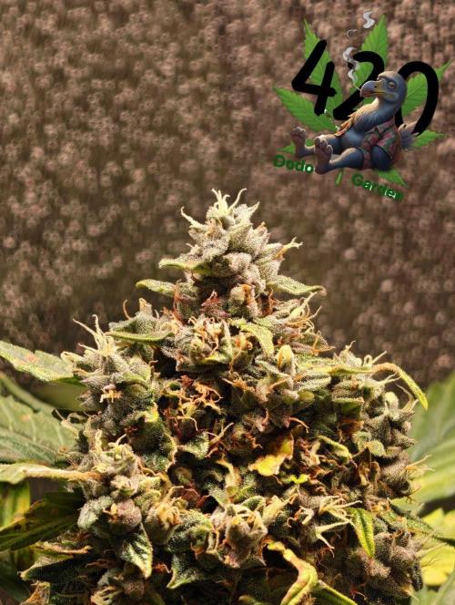 420 Guava Sandea+ Banana Cherry Cookies. Week 12