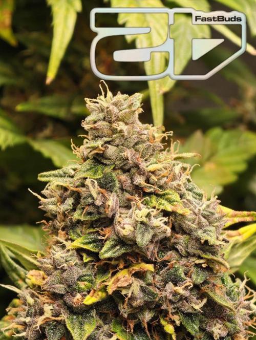 420 Guava Sandea+ Banana Cherry Cookies. Week 12