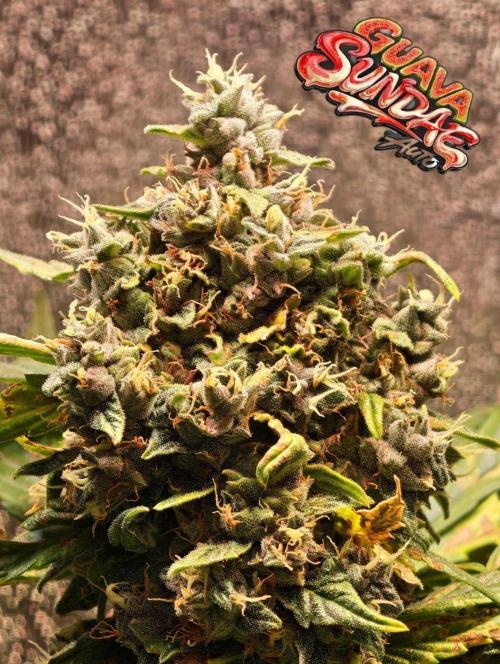420 Guava Sandea+ Banana Cherry Cookies. Week 12