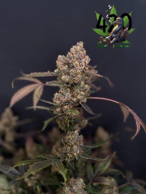 420 Guava Sandea+ Banana Cherry Cookies. Week 13
