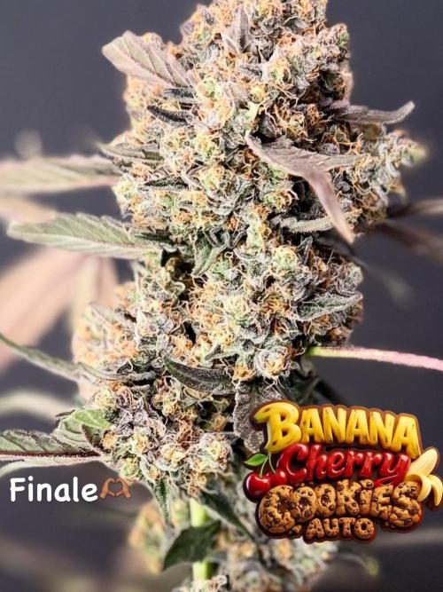 420 Guava Sandea+ Banana Cherry Cookies. Week 13