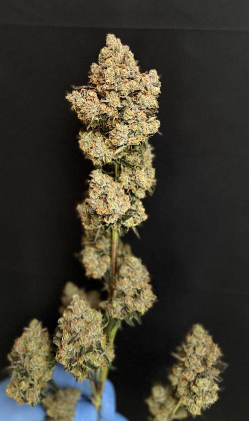 420 Guava Sandea+ Banana Cherry Cookies. Week 13
