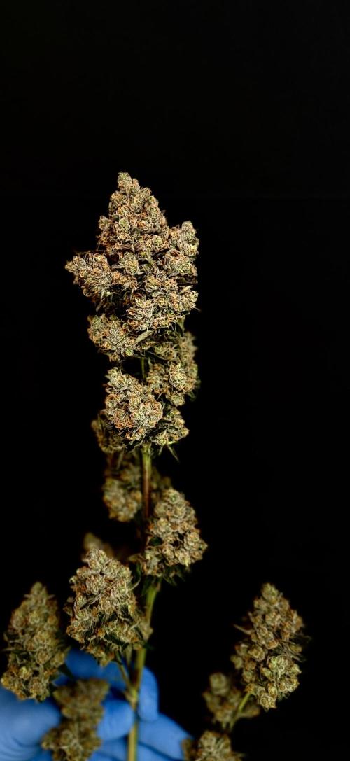 420 Guava Sandea+ Banana Cherry Cookies. Week 13