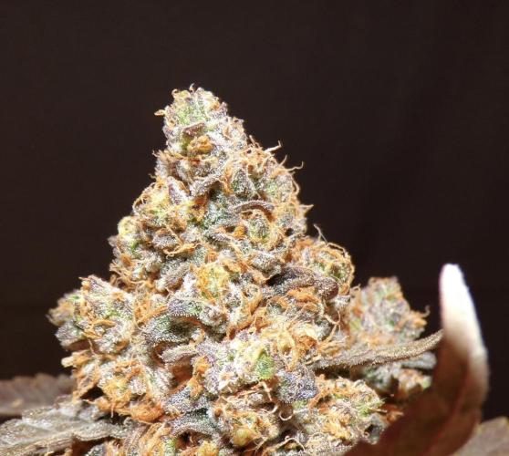 420 Guava Sandea+ Banana Cherry Cookies. Week 13