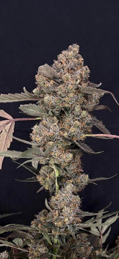 420 Guava Sandea+ Banana Cherry Cookies. Week 13