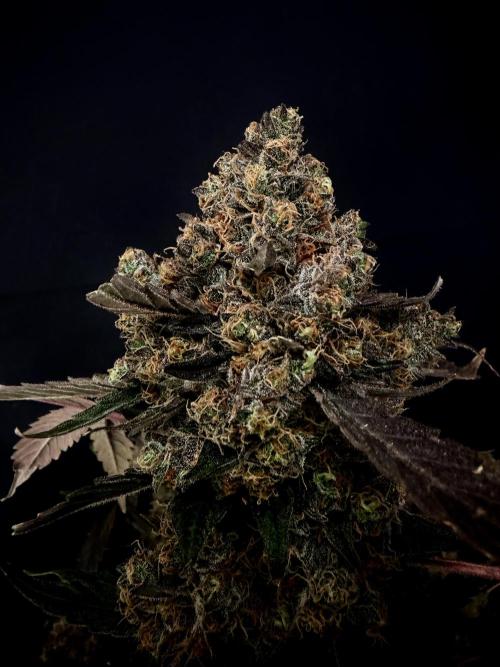 420 Guava Sandea+ Banana Cherry Cookies. Week 13