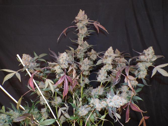 420 Guava Sandea+ Banana Cherry Cookies. Week 13