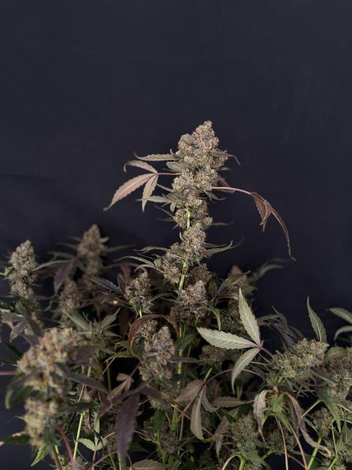 420 Guava Sandea+ Banana Cherry Cookies. Week 13