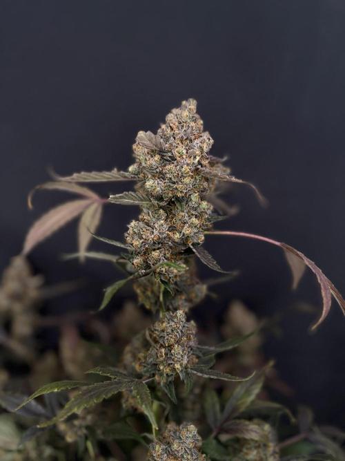 420 Guava Sandea+ Banana Cherry Cookies. Week 13
