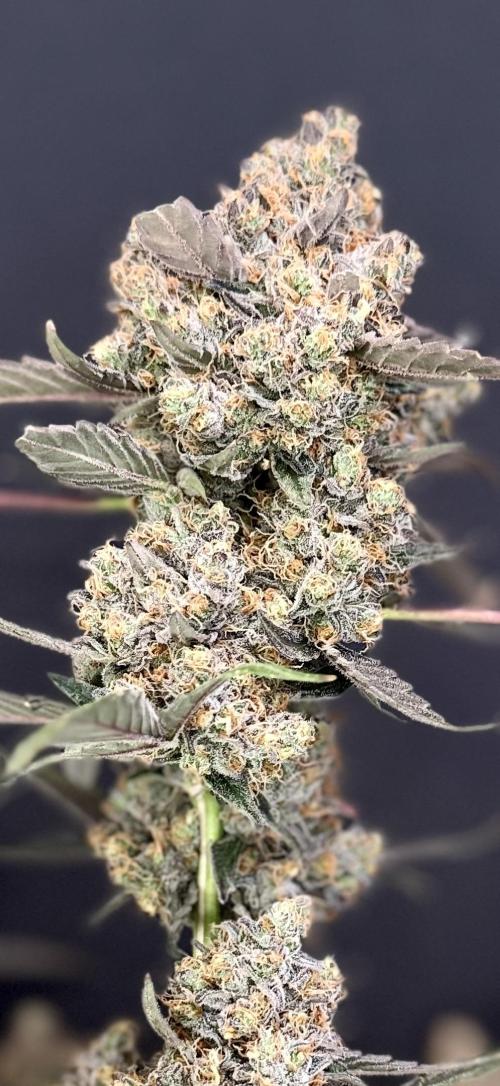 420 Guava Sandea+ Banana Cherry Cookies. Week 13