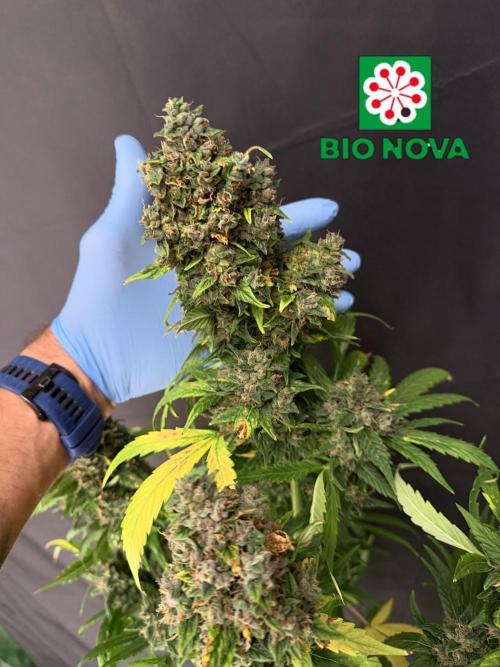 420 Guava Sandea+ Banana Cherry Cookies. Week 13