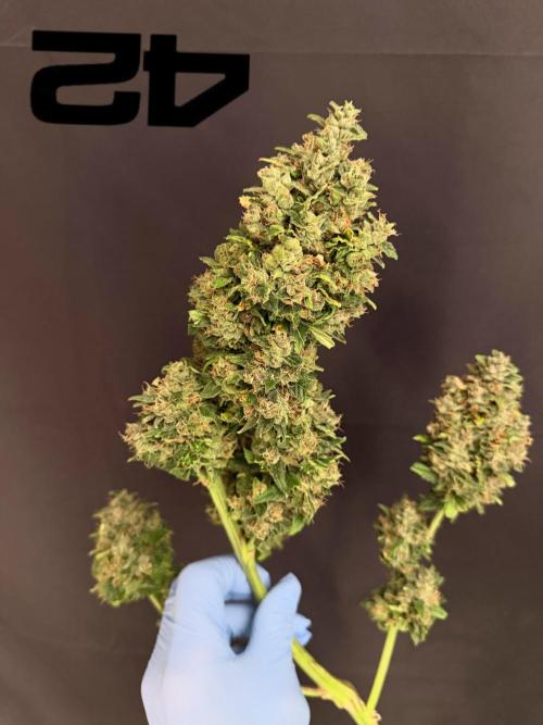 420 Guava Sandea+ Banana Cherry Cookies. Week 13