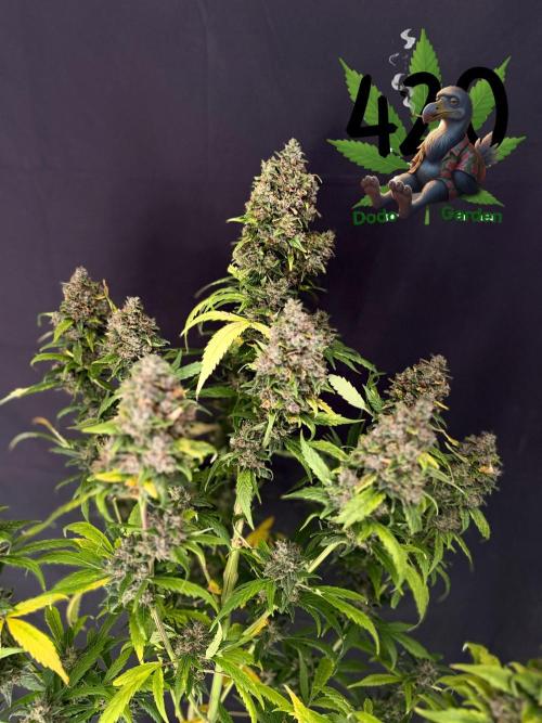 420 Guava Sandea+ Banana Cherry Cookies. Week 13