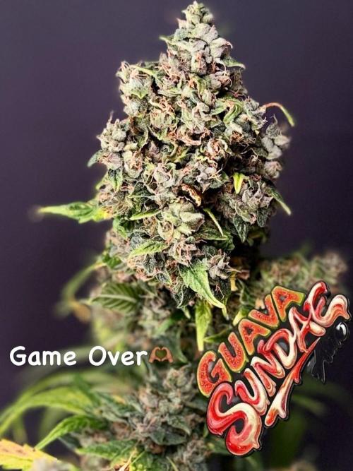 420 Guava Sandea+ Banana Cherry Cookies. Week 13