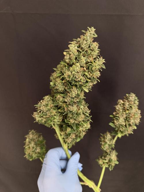 420 Guava Sandea+ Banana Cherry Cookies. Week 13