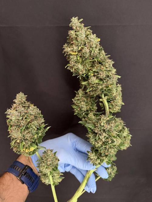 420 Guava Sandea+ Banana Cherry Cookies. Week 13