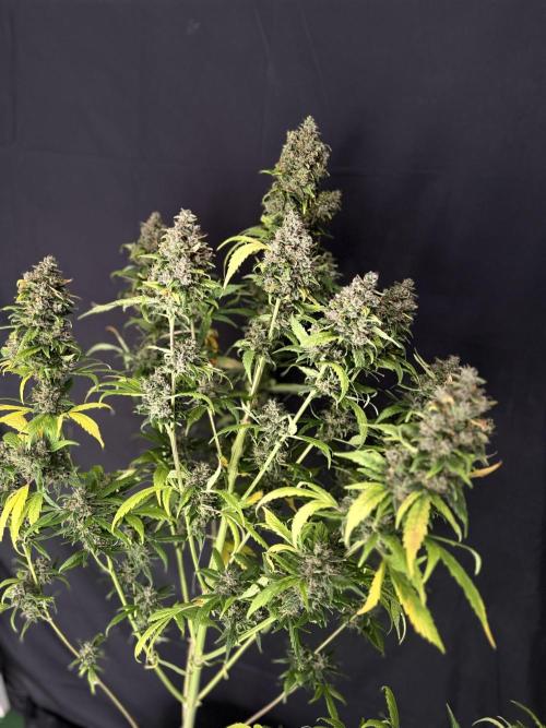 420 Guava Sandea+ Banana Cherry Cookies. Week 13