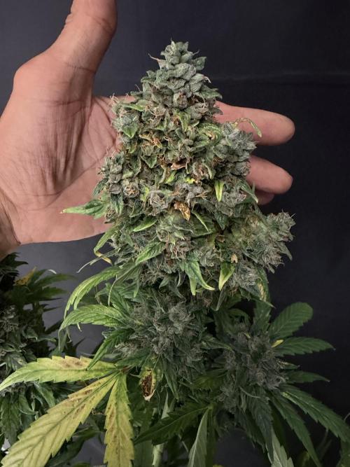 420 Guava Sandea+ Banana Cherry Cookies. Week 13