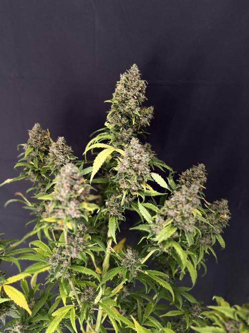 420 Guava Sandea+ Banana Cherry Cookies. Week 13
