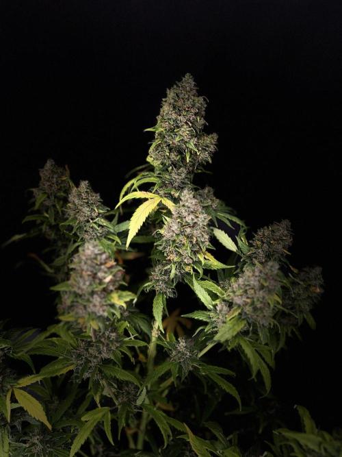 420 Guava Sandea+ Banana Cherry Cookies. Week 13