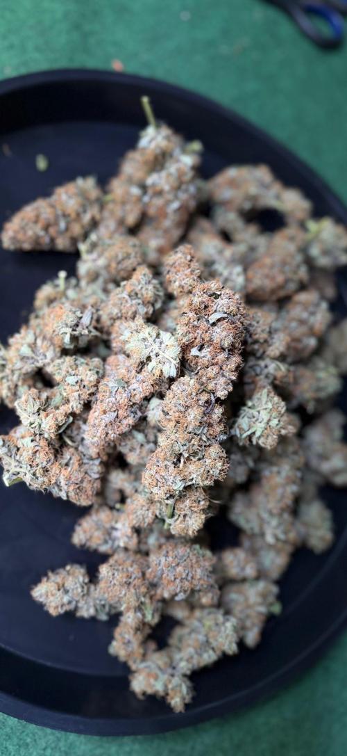 420 Guava Sandea+ Banana Cherry Cookies. Week 13