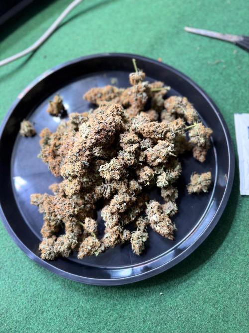 420 Guava Sandea+ Banana Cherry Cookies. Week 13
