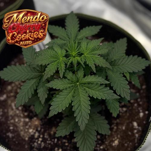 FastBuds MSRA&BSCA. Week 3