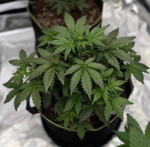 FastBuds MSRA&BSCA. Week 4