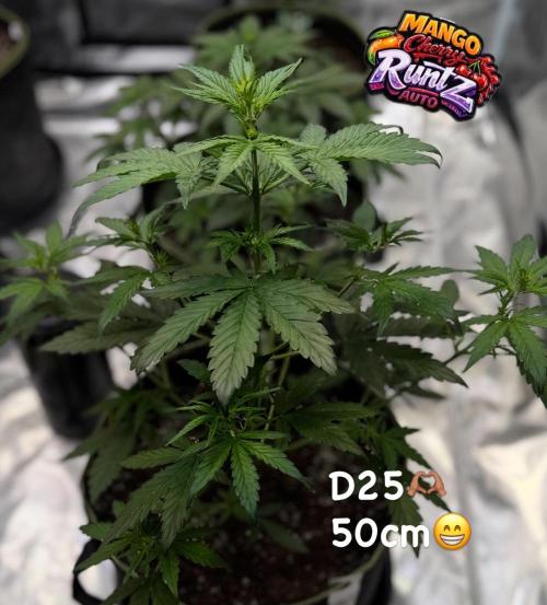 FastBuds MSRA&BSCA. Week 4