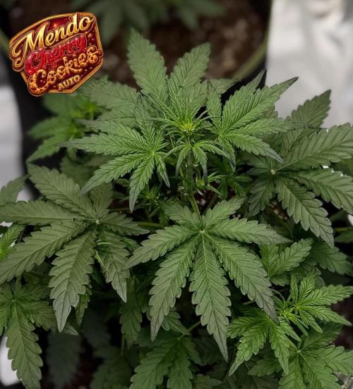 FastBuds MSRA&BSCA. Week 4