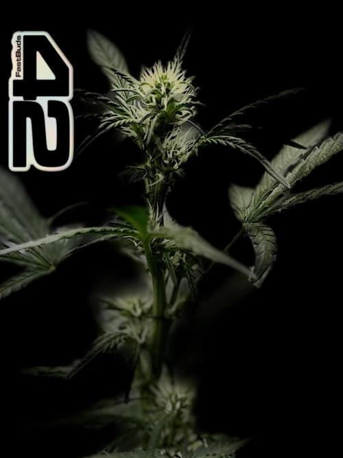FastBuds MSRA&BSCA. Week 5