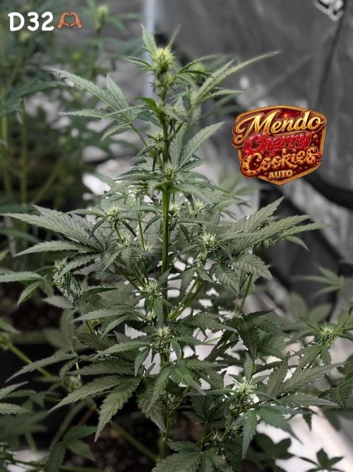 FastBuds MSRA&BSCA. Week 5