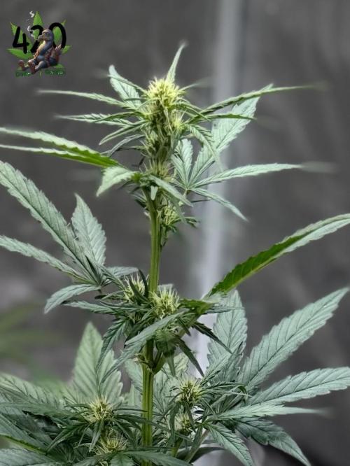 FastBuds MSRA&BSCA. Week 5