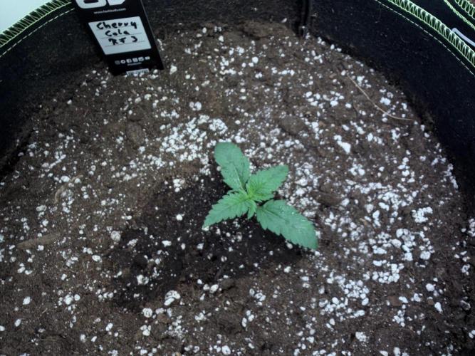 FastBuds CherryColaRF3/GuavaRuntzAuto. Week 1