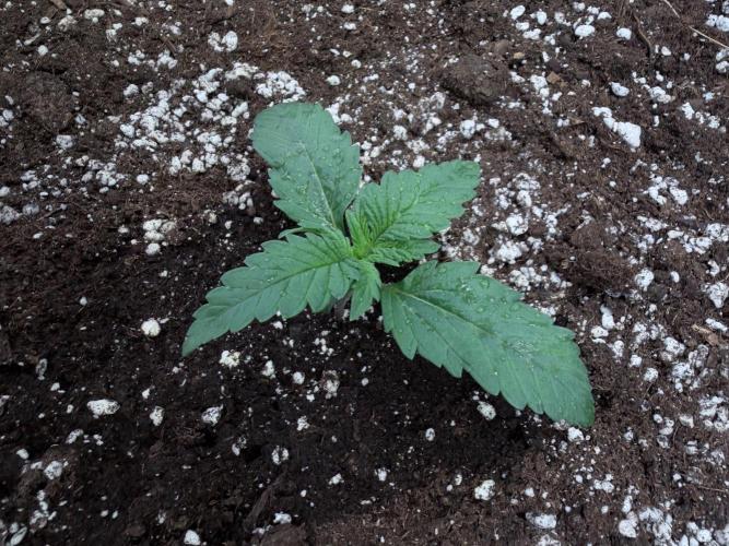 FastBuds CherryColaRF3/GuavaRuntzAuto. Week 1