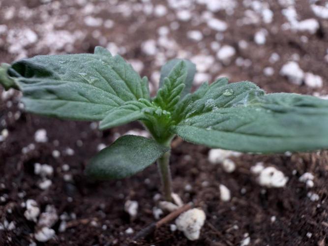 FastBuds CherryColaRF3/GuavaRuntzAuto. Week 1