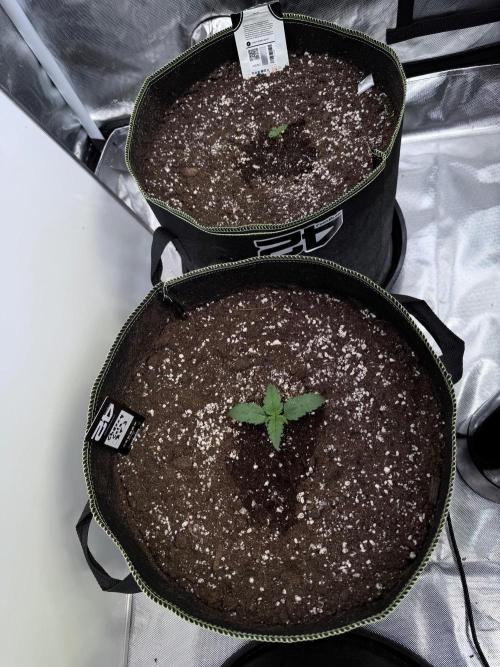 FastBuds CherryColaRF3/GuavaRuntzAuto. Week 1