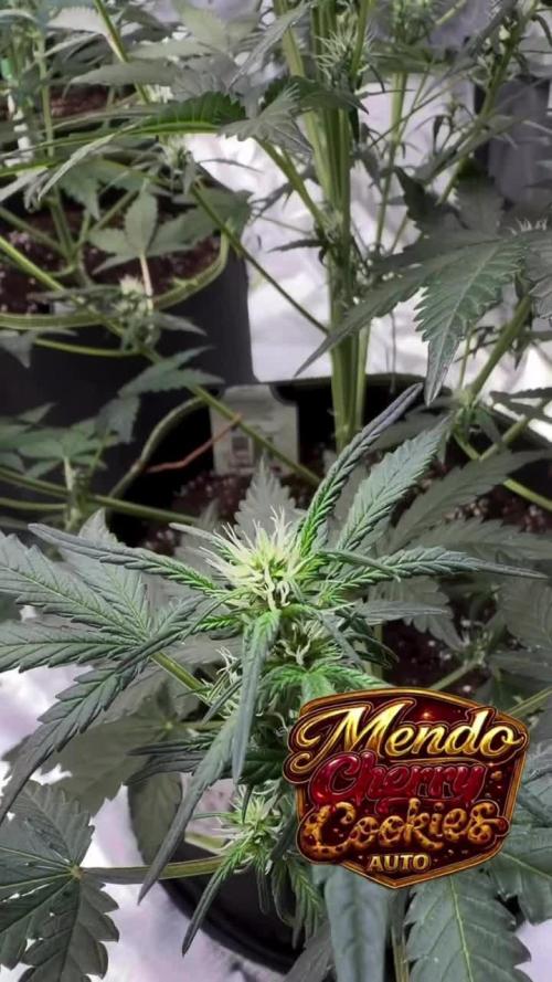 FastBuds MSRA&BSCA