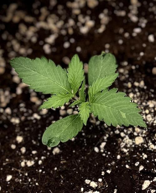 FastBuds CherryColaRF3/GuavaRuntzAuto. Week 2 - D15