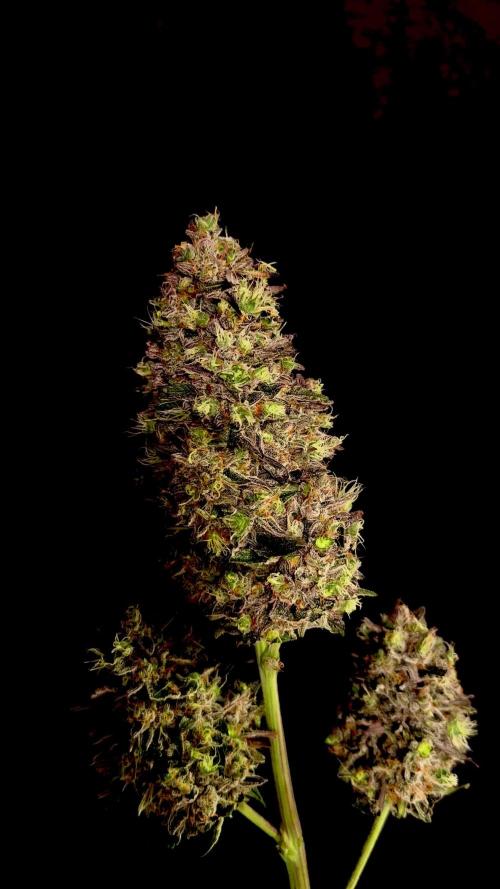 42FastBuds MendoGuavaAuto