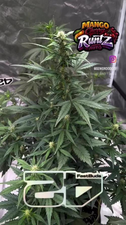 FastBuds MSRA&BSCA