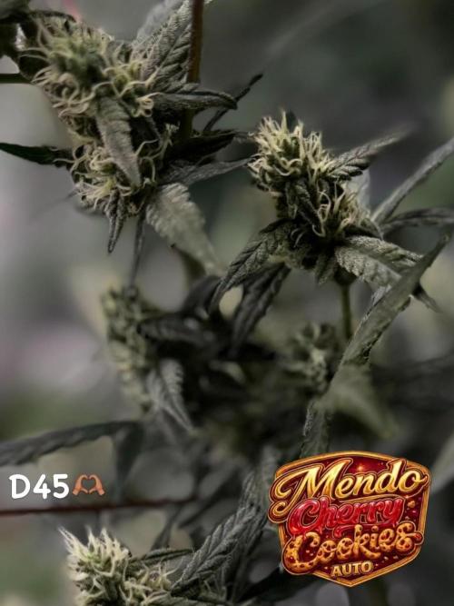 FastBuds MSRA&BSCA. Week 7