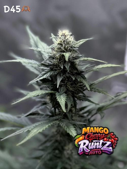 FastBuds MSRA&BSCA. Week 7