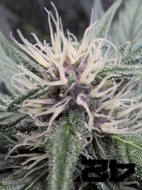 FastBuds MSRA&BSCA. Week 7