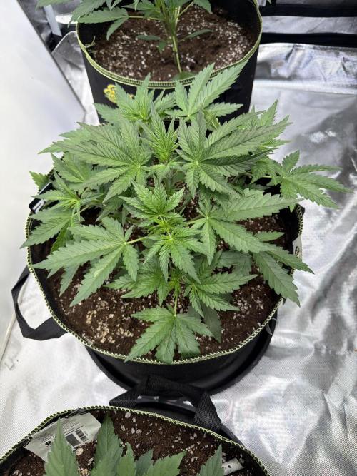 FastBuds CherryColaRF3/GuavaRuntzAuto. Week 4