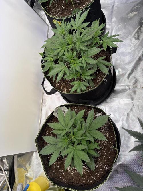 FastBuds CherryColaRF3/GuavaRuntzAuto. Week 4